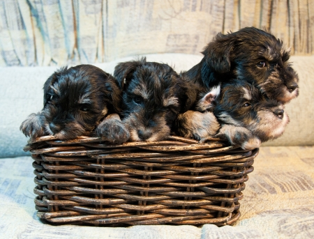 four miniature schnauzer puppies sitting in the boxの写真素材