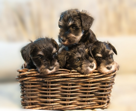 four miniature schnauzer puppies sitting in the boxの写真素材