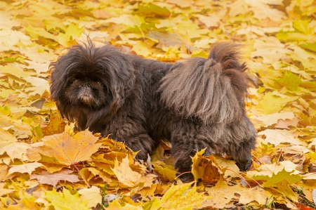 black pekignese dog in a yellow leaves の写真素材