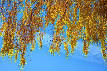autumnal yellow brich leaves at the blue sky backgroundの写真素材