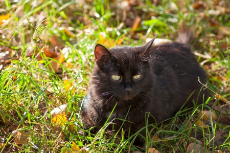 black cat laying on the grassの写真素材