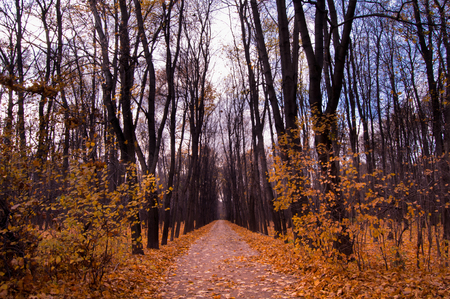 road in the autumnal forestの写真素材