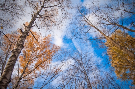 sky thought the autumnal treesの写真素材