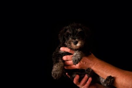 schnauzer puppy in hands isolated on black backgroundの写真素材