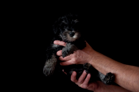 schnauzer puppy in hands on black backgroundの写真素材