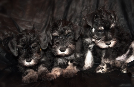 three schnauzer puppies on black backgroundの写真素材