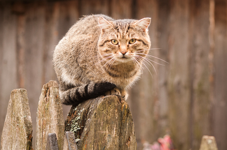 cat sitting on the wooden fenceの写真素材