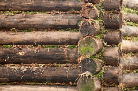 wooden logs wall with mossの写真素材
