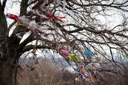 ree with multicolor ribbons on its branchesの写真素材