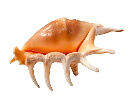 seashell isolated on white backgroundの写真素材