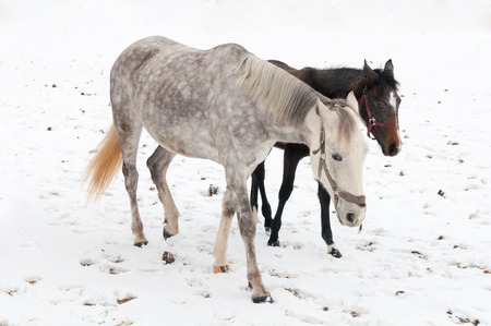 two horses dapple-grey and dark walking on the snowの写真素材