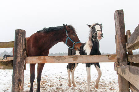 two horses standing behind the fenceの写真素材