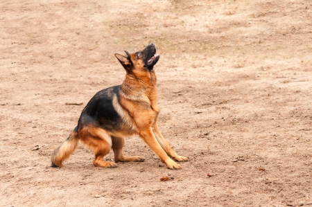 shepherd dog standing on the ground preparing to jump or barkの写真素材