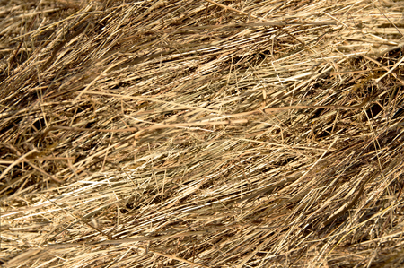 hay close upの写真素材