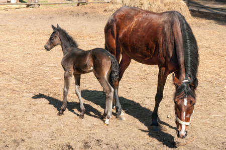 horse and a foal standingの写真素材