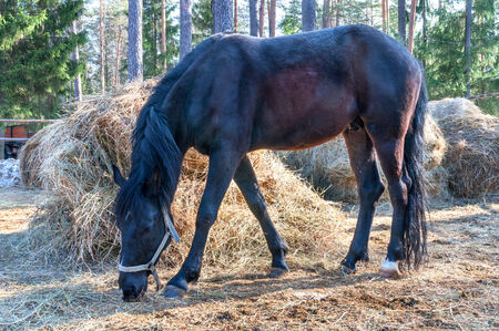 horse standing and eating dry grassの写真素材