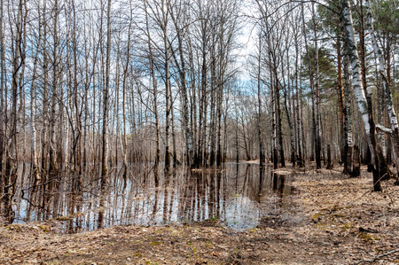 landscape of the overflow in the birch forestの写真素材