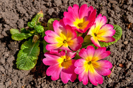 primula flowers close upの写真素材