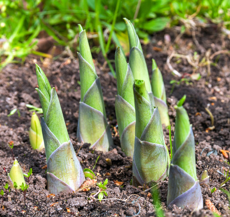 hosta sprouts in spring close upの写真素材
