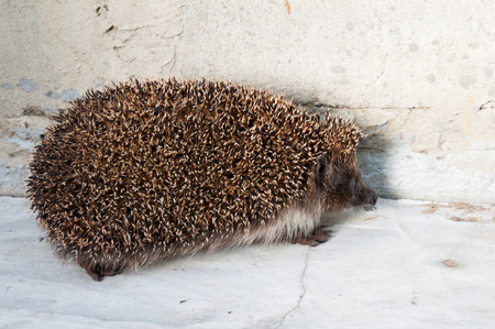 hedgehogの写真素材