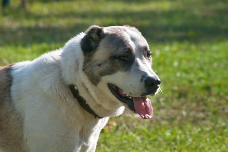 portrait of the Central Asian Shepherd Dog