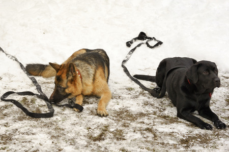 two big dogs laying on the snowの写真素材