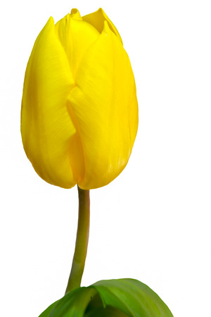 yellow tulip close up isolated on whiteの写真素材