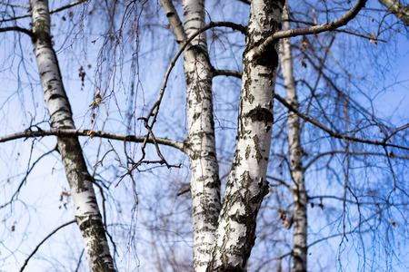 Birch trunks in spring timeの写真素材