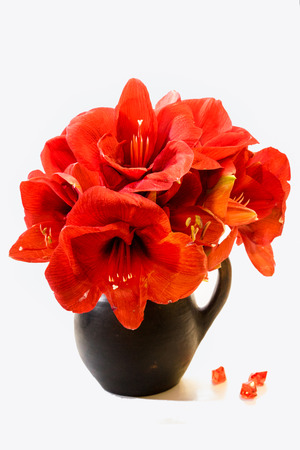 red amaryllis bouquet in a pot isolated on whiteの写真素材