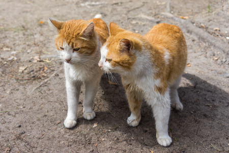 Two beautiful ginger red cat standing on the groundの写真素材
