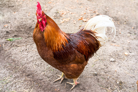 Close up of beautiful red rooster (Gallus gallus)の写真素材
