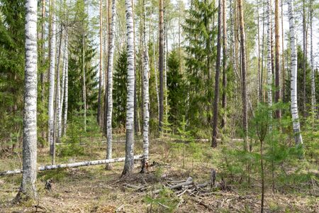 spring siberian forest landscape: a birch and pine trees
