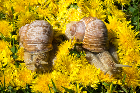 two big snails on a carpet from dandelion flowersの写真素材