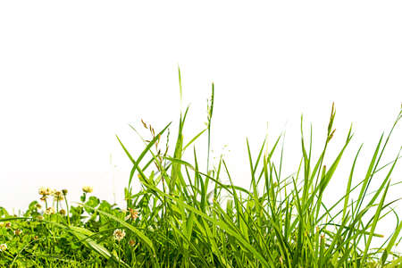 grass and clover isolated on white backgroundの写真素材