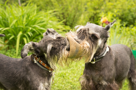 two black and white miniature schnauzer dogs play outside in the parkの写真素材