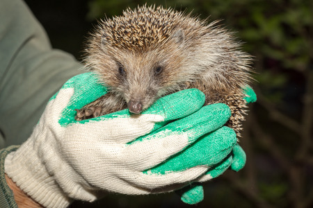 hedgehoog in armsの写真素材
