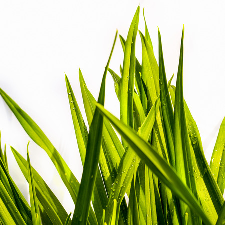 blade of grass on white backgroundの写真素材