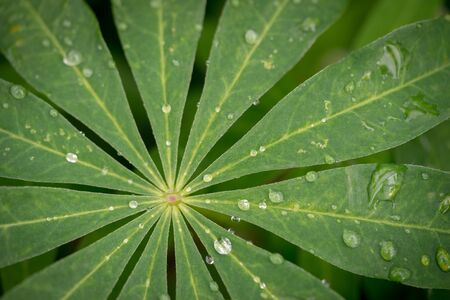 Lupine leaves with dew drops