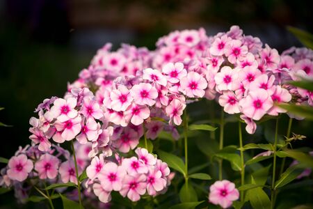 Pink Phlox flower - genus of flowering herbaceous plants with beautiful bokeh, selective focus