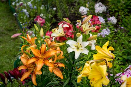 Group of orange, yellow, white color lily flowers blossom in the gardenの写真素材