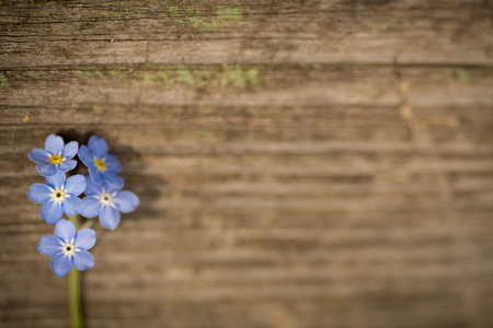Forgetmenot flowers on a wooden backgroundの写真素材
