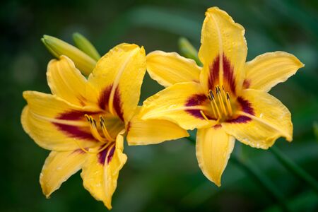 two beautiful hemerocallis, yellow flowerの写真素材