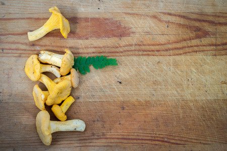 Yellow chanterelle on wooden backgroundの写真素材