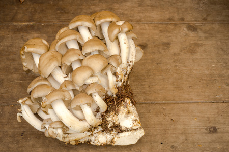 group of king oyster mushroom pleurotus on the wooden backgroundの写真素材