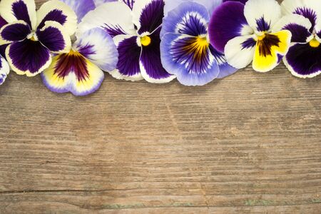 Pansy border of viola tricolor flowers on a wooden backgroundの写真素材