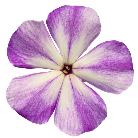 Studio Shot of Violet Colored Phlox Isolated on White Background. Large Depth of Field (DOF). Macro.の写真素材
