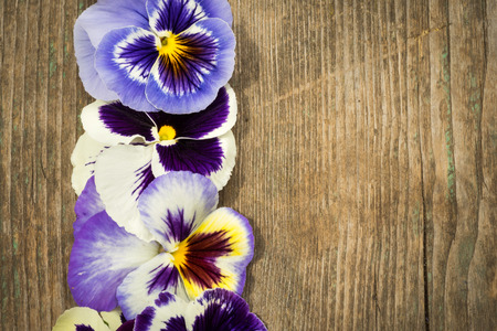 Row of bright summer viola tricolor flowers top view on wooden backgroundの写真素材
