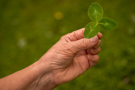 Clover leaves in female hand, closeupの写真素材