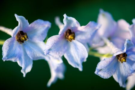 Delphinium Blue Flowers in natureの写真素材