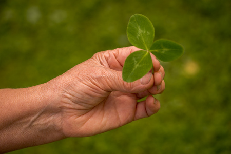 A womans hand picking a cloverの写真素材